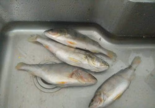 Ra dong theo cach nay, ca van tuoi 100%, khong mat dinh duong-Hinh-2