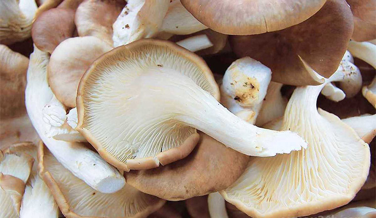 Khi đó, nếu không kịp thời bỏ đi phần hư thối, xử lý sạch sẽ thì sẽ có rất nhiều ký sinh ẩn trong kẽ nấm sò đi vào cơ thể thông qua đường ăn uống. Vì vậy, khi nấu nấm, bạn nhớ chú ý cách làm sạch và chế biến.