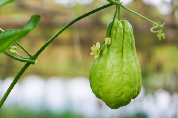  Su su là một loại cây lấy quả ăn, thuộc họ bầu bí. Su su được bán quanh năm nhưng mùa cao điểm là vào mùa thu. (Nguồn ảnh: BE, minh họa)