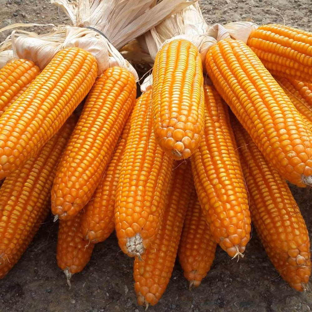 Cách làm mèn mén - món ăn độc đáo của người Mông Cach lam men men - mon an doc dao cua nguoi Mong