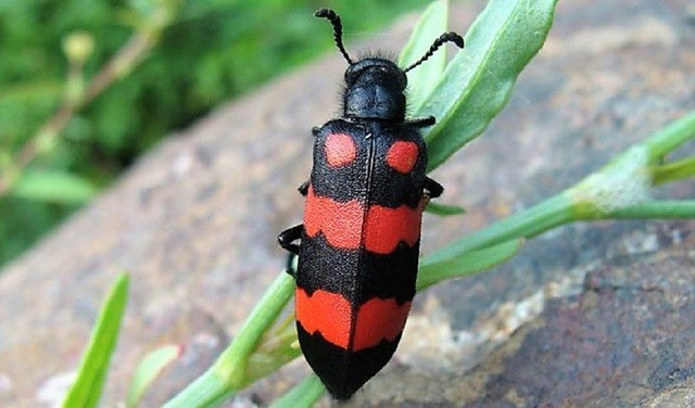 Tháng 6/2022, vụ ngộ độc khiến một người tử vong, một người phải điều trị tích cực do ăn thực phẩm "lạ" xảy ra tại xã Lưu Sơn, huyện Đô Lương (Nghệ An). Thông tin trên báo Sức khỏe và Đời sống cho hay, vào lúc 14h15 ngày 12/6, Bệnh viện đa khoa Đô Lương, tiếp nhận 2 bệnh nhân là B.T.B (64 tuổi) và T.M.H (50 tuổi) vào viện trong tình trạng: Phỏng rộp miệng lưỡi, nôn ra máu, đau bụng, đau tức ngực sau ăn sâu ban miêu 1 giờ. Ảnh minh họa: Sức khỏe và Đời sống. 