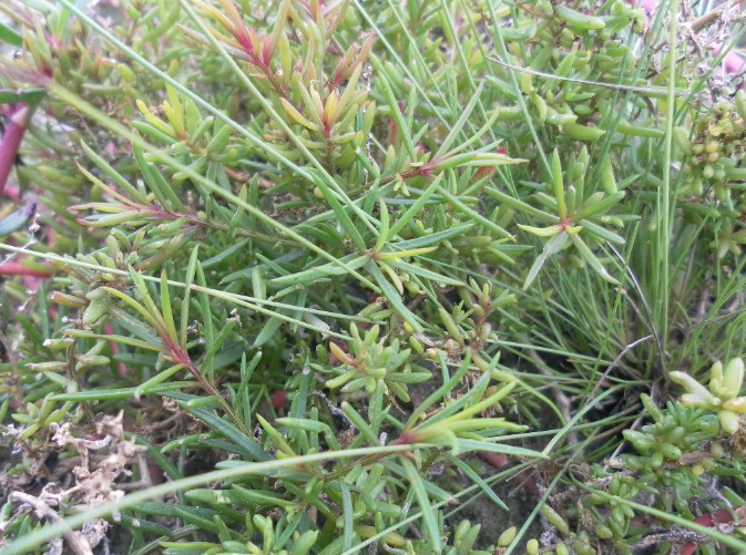 Tùy thuộc vào sở thích mà bạn có thể chế biến rau thành món gì cho phù hợp, rau nhót luộc xong chấm với nước tương cũng rất ngon và giữ được nguyên bản hương vị tự nhiên của rau. Ngoài ra, nếu xào, bạn cũng có thể xào rau nhót cùng tôm, hàu, tỏi,...Ảnh: Dân Trí.