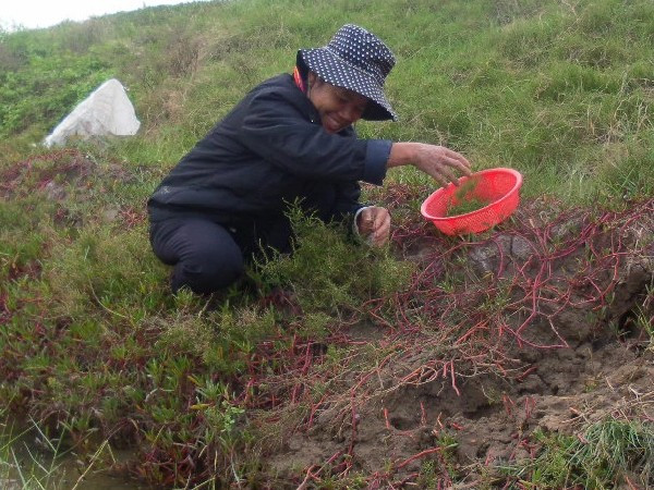 Rau nhót là cây thân thảo màu hồng nhạt, cao khoảng 10 - 15cm, mọng nước, nhỏ, nhiều nhánh, lá dải, mép nguyên. Lá và thân rau nhót có nhiều nét giống cây hoa mười giờ. Không chỉ có ở Cát Bà mà rau nhót còn mọc ở một số nơi như ven biển Quỳnh Lưu, Nghệ An. Ảnh: Thoidaiplus.