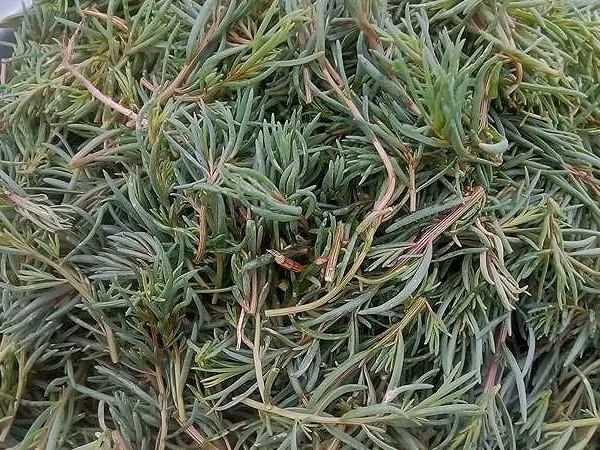 Chúng thường mọc hoang thành từng đám, rễ bám chặt vào đất hút chất dinh dưỡng, "ăn" sương và "thở" bằng khí trời. Loại rau này còn được ví von là “lộc trời”. Ảnh: Thoidaiplus.