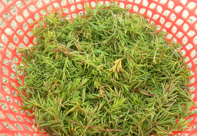 Sau khi hái rau nhót về, người ta nhặt sạch, ngâm trong nước khoảng 1 đến 2 giờ để giảm bớt vị mặn, sau đó rửa lại thêm một nước rồi luộc chín. Sau đó, vắt hết nước, dùng đũa đánh rời ra từng ngọn rau. Ảnh: Dân Trí.