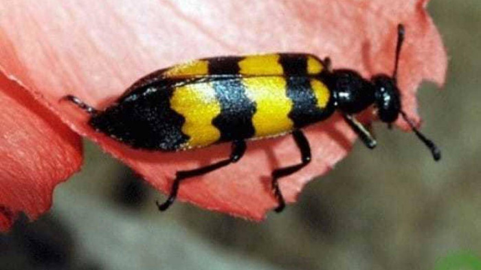 Kíp trực khoa Hồi sức cấp cứu của bệnh viện đã khẩn trương tiến hành sơ cứu cho 2 bệnh nhân. Nhận thấy đây là một loại sâu có độc tính cực độc nên bệnh viện nhanh chuyển bệnh nhân lên tuyến trên điều trị. Tuy nhiên, bệnh nhân B.T.B đã tử vong. Ảnh minh họa. 