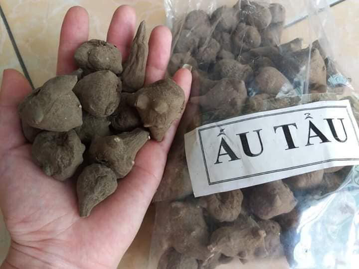 Theo Bác sĩ khoa Hồi sức tích cực - Bệnh viện đa khoa tỉnh Tuyên Quang, do củ ấu tẩu có chứa nhiều độc tố nên việc chế biến này cần phải do những người có kinh nghiệm thực hiện, không nên tự ý sử dụng vì có thể sẽ gây ngộ độc. Ảnh: Công lý.