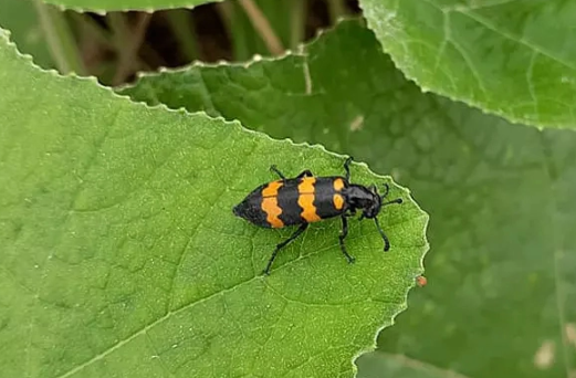 Theo các bác sĩ, ngộ độc sâu ban miêu tuy hiếm gặp nhưng nếu gặp sẽ rất nặng nề, tỉ lệ tử vong cao và gây khó khăn cho hầu hết bác sĩ cấp cứu ban đầu khi tiếp xúc với loại ngộ độc này. Được biết, trên thế giới cho tới nay chưa có phác đồ điều trị hiệu quả ngộ độc sâu ban miêu. Ảnh minh họa.