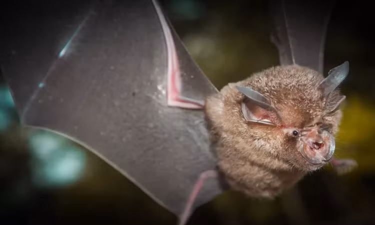 Với phát hiện mới được công bố, giả thuyết đại dịch COVID-19 có thể bắt nguồn từ virus ở dơi được củng cố hơn.