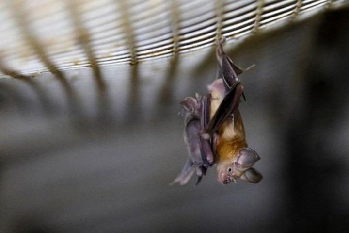 "Những virus này có thể góp phần chỉ ra nguồn gốc của SARS-CoV-2 và về bản chất có thể gây ra nguy cơ lây truyền trực tiếp sang người trong tương lai", chuyên gia Eloit cho biết.