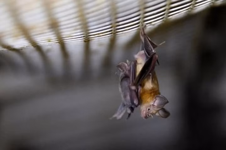 "Những virus này có thể góp phần chỉ ra nguồn gốc của SARS-CoV-2 và về bản chất có thể gây ra nguy cơ lây truyền trực tiếp sang người trong tương lai", chuyên gia Eloit cho biết.