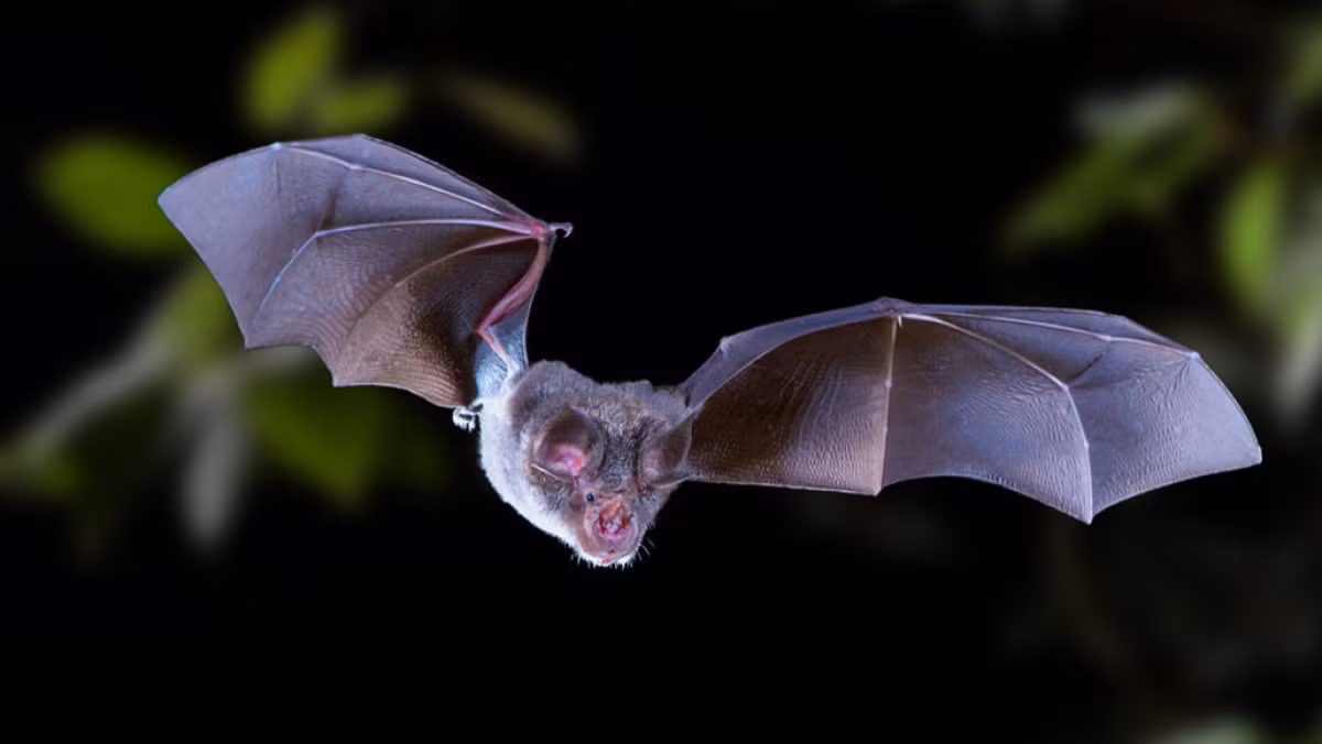 Nhóm chuyên gia có phát hiện này khi tìm kiếm các loại virus tương tự SARS-CoV-2 trong số hàng trăm loài dơi móng ngựa.