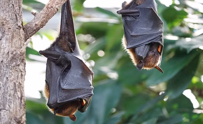 Loài dơi ăn quả thuộc họ Pteropodidae (thường được gọi là dơi quạ) là loài mang virus Nipah. Chúng có thể truyền virus cho các động vật khác như lợn, chó, mèo, dê, ngựa và cừu.