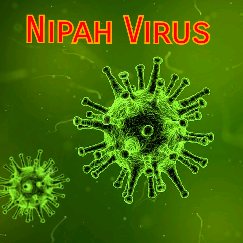 Theo nghiên cứu của Tổ chức Y tế Thế giới (WHO), virus Nipah gây tử vong đến 75%. Trong khi đó, tỷ lệ tử vong của người nhiễm virus SARS-CoV-2 được cho là khoảng 2%.