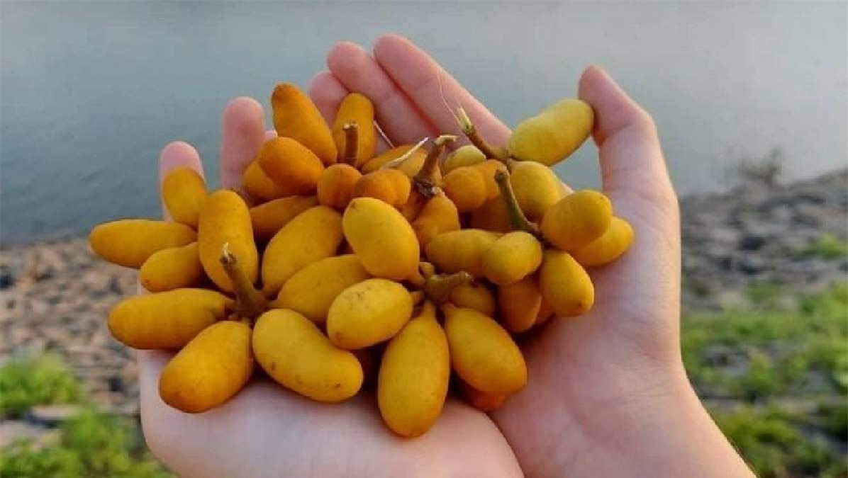 Loai cay dai hoa thom lung, qua rat ngot lai tot cho suc khoe-Hinh-2