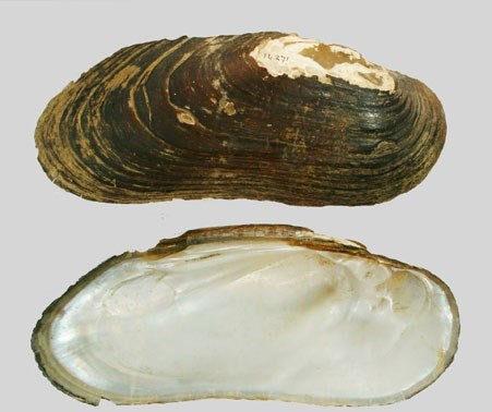 Tại đây, họ mất nhiều công sức mới cạy được lớp vỏ của nó. Khi nhìn vào bên trong, họ vô cùng bất ngờ khi nhìn thấy thứ bên trong.