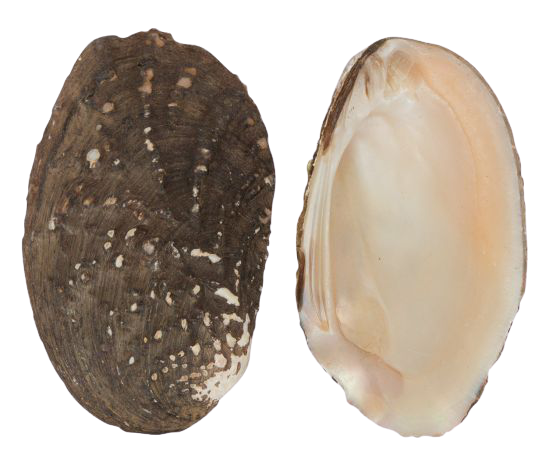 Theo đó, trong khoảng 1 tiếng đồng hồ, nhóm bạn bắt được khá nhiều tôm cá đủ cho một bữa trưa ngon miệng.