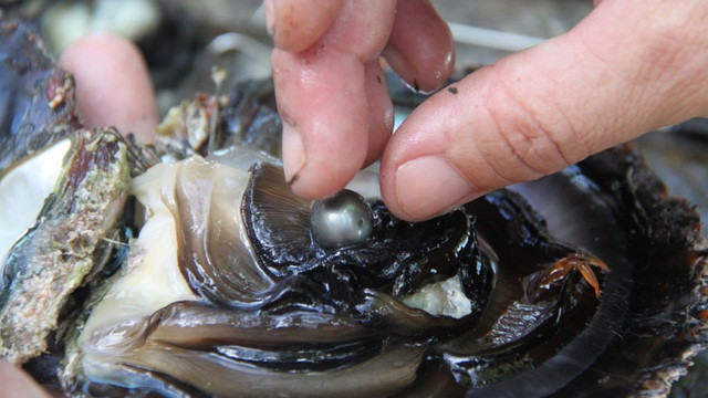 Con trai này có rất nhiều viên ngọc trai nhỏ. Số ngọc trai này được đổ đầy vào một chiếc bát nhỏ.