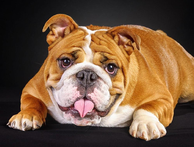 Chó Bulldog Anh là một giống chó cổ của Anh Quốc, trong thời kỳ trước, do có thân hình to lớn và hung dữ, giống chó này thường được sử dụng trong các trận chiến khốc liệt. Tuy nhiên, sau nhiều quá trình tiến hóa, chúng ngày càng nhỏ bé và ngốc nghếch hơn tổ tiên của chúng rất nhiều.