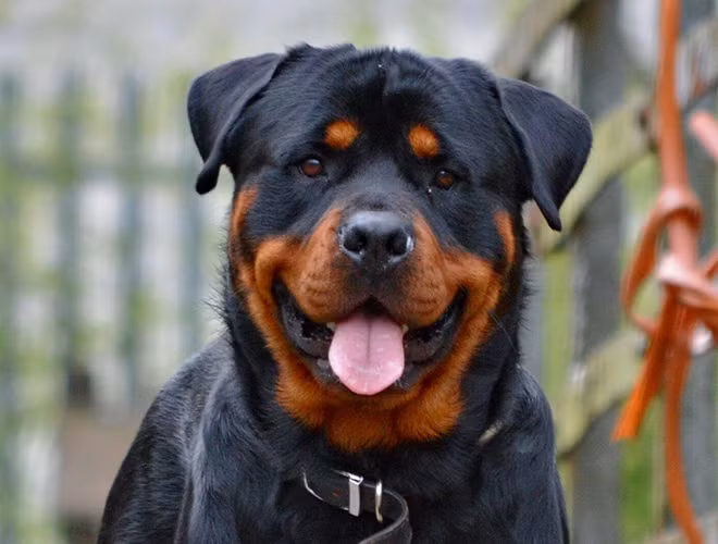 Rottweiler là một giống chó dữ, tuy nhiên, đây lại chính là giống chó được nuôi nhiều ở Việt Nam vì đẹp, có thân hình cân đối và tuyệt đối trung thành với chủ. Đặc điểm nổi bật của giống chó này là tầm vóc lớn, có hình dáng cân đối và vững chắc.