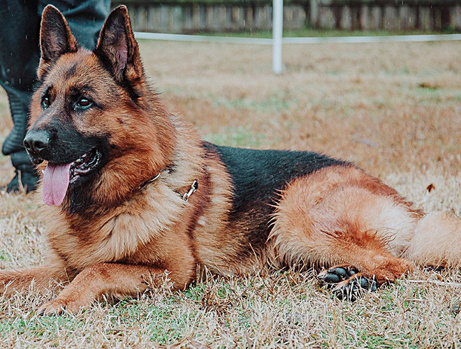 Giống chó Becgie Đức (GSD) là một giống chó rất thông minh và linh hoạt, nó được phát triển ở Đức với mục đích ban đầu là bảo vệ và chăn dắt đàn gia súc. GSD luôn có “ý thức” bảo vệ rất tốt và rất phù hợp cho công việc kiểu như trông giữ nhà cửa, là một giống chó vô cùng linh hoạt, nó thể hiện rất thông minh và nghiêm túc trong các hoạt động tình báo.