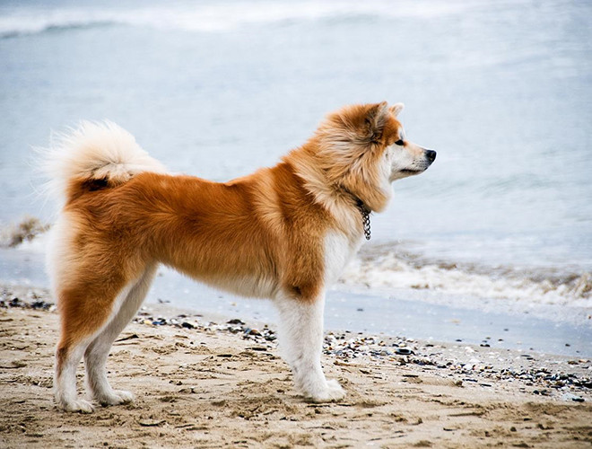 Akita là một giống chó quý có nguồn gốc từ Nhật Bản, với đặc điểm hình dáng cũng như tính cách trung thành, giống chó luôn có một vẻ hấp dẫn không chỉ với những người yêu động vật. Chó Akita có bản năng của loài săn bắt và có thể phát huy ngay cả khi tuyết phủ dày. Giống chó này có tính sở hữu rất cao, cần có sự dạy dỗ hết sức kiên trì và rất thích sự chăm sóc của chủ nhân.