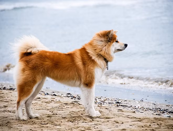 Akita là một giống chó quý có nguồn gốc từ Nhật Bản, với đặc điểm hình dáng cũng như tính cách trung thành, giống chó luôn có một vẻ hấp dẫn không chỉ với những người yêu động vật. Chó Akita có bản năng của loài săn bắt và có thể phát huy ngay cả khi tuyết phủ dày. Giống chó này có tính sở hữu rất cao, cần có sự dạy dỗ hết sức kiên trì và rất thích sự chăm sóc của chủ nhân.