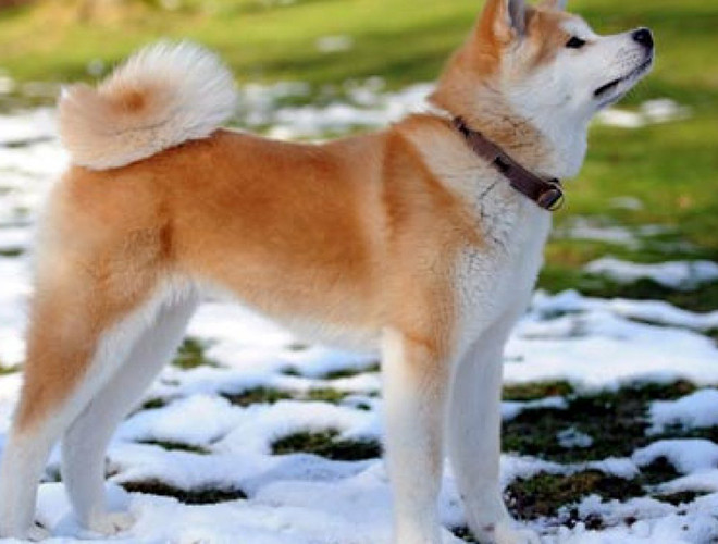 Do Akita là một giống chó quý hiếm nên giá của chúng có thể lên đến 4.500 USD, tuy nhiên, với nhiều người yêu chó, để có một con Akita thì cái giá này cũng không phải quá đắt.