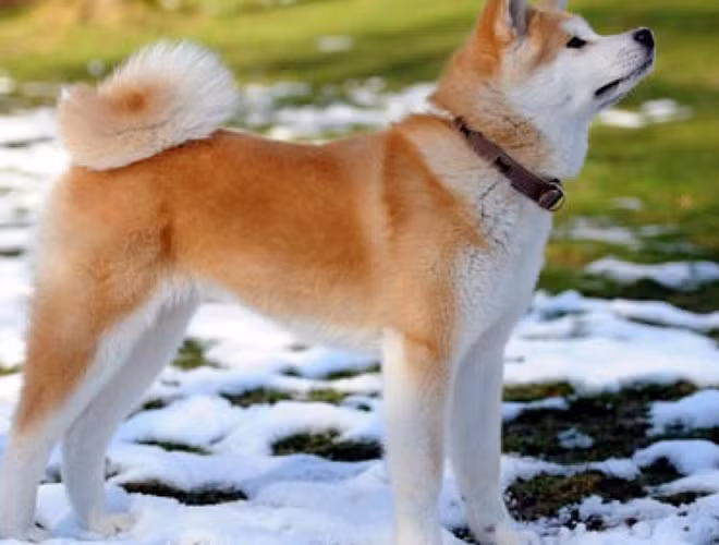 Do Akita là một giống chó quý hiếm nên giá của chúng có thể lên đến 4.500 USD, tuy nhiên, với nhiều người yêu chó, để có một con Akita thì cái giá này cũng không phải quá đắt.