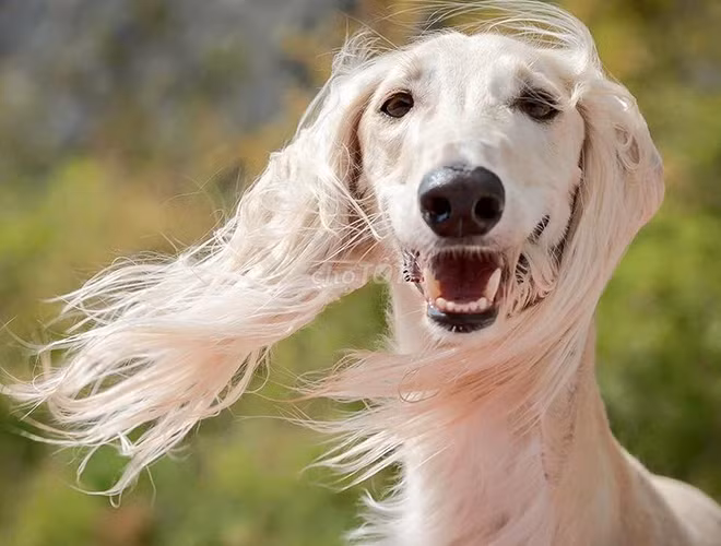 Saluki là giống chó có nguồn gốc từ thời các vị Pharaoh của Ai Cập cổ đại. Chúng chủ yếu được nuôi bởi tầng lớp quý tộc, hoàng thân, quốc thích Ai Cập thời bấy giờ. Saluki thường có bộ lông óng ả, mượt mà và là sự kết hợp của 2 trong số các màu như: trắng, kem, nâu vàng, đỏ hay màu nâu rám nắng. Bộ lông của nó có thể là mịn hoặc mềm như lông vũ.