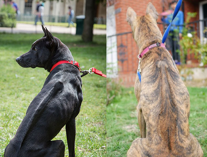 Giống chó Phú Quốc là một giống chó quý có nguồn gốc từ đảo Phú Quốc, Việt Nam. Chúng có đặc điểm dễ phân biệt như lưng vòng xoáy chạy từ vai đến xương hông, dáng dũng mãnh và được nhiều người tìm kiếm, đưa về nuôi. Chó Phú Quốc được coi là niềm tự hào của Việt Nam khi chúng được lọt vào danh sách giống chó quý của thế giới. Giá của chúng có thể lên tới 10.000 USD