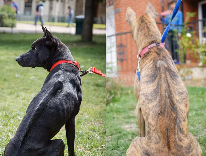 Giống chó Phú Quốc là một giống chó quý có nguồn gốc từ đảo Phú Quốc, Việt Nam. Chúng có đặc điểm dễ phân biệt như lưng vòng xoáy chạy từ vai đến xương hông, dáng dũng mãnh và được nhiều người tìm kiếm, đưa về nuôi. Chó Phú Quốc được coi là niềm tự hào của Việt Nam khi chúng được lọt vào danh sách giống chó quý của thế giới. Giá của chúng có thể lên tới 10.000 USD