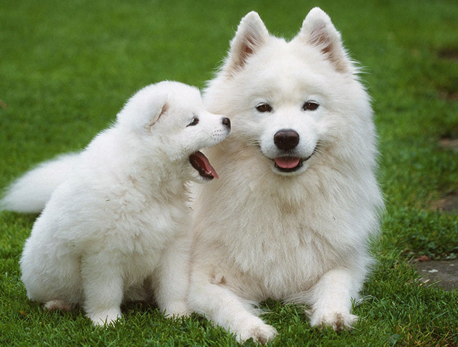 Chó Samoyed giá từ 2000 USD đến 4000 USD tùy vào nguồn gốc của chúng. Giống chó này tại nước ta có nguồn gốc chính từ Thái Lan. Nếu những chú chó Samoyed nhập từ các nước châu Âu sẽ cao cấp hơn với giá thành đắt đỏ, có thể gấp nhiều lần những chú sinh trong nước.