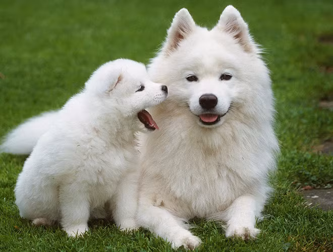 Chó Samoyed giá từ 2000 USD đến 4000 USD tùy vào nguồn gốc của chúng. Giống chó này tại nước ta có nguồn gốc chính từ Thái Lan. Nếu những chú chó Samoyed nhập từ các nước châu Âu sẽ cao cấp hơn với giá thành đắt đỏ, có thể gấp nhiều lần những chú sinh trong nước.