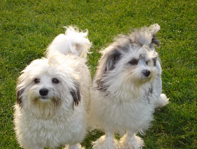 Giống chó Lowchen là một giống chó cảnh cỡ nhỏ có nguồn gốc từ Đức, Bỉ và Pháp. Loài chó này còn có cái tên rất kêu khác là "sư tử nhỏ" vì có ngoại hình như những con sư tử. Đặc điểm của giống chó này là phần lông từ đầu đến ngang bụng được mọc rất dày và đẹp, tuy nhiên, phần sau thì không mọc lông. Đây được coi là loài chó quý hiếm nhất thế giới.