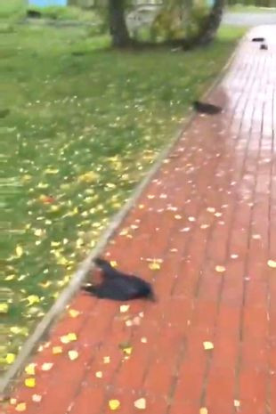 Để giải mã bí ẩn này, các chuyên gia mang 7 xác quạ đến phòng thí nghiệm. Số còn lại đã được thiêu hủy để đảm bảo vệ sinh.