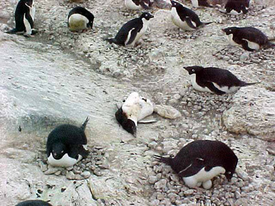 Trong những năm tiếp theo, một số sự kiện tương tự được ghi nhận ở nhiều nơi trên thế giới như: hơn 1.000 con chim két cánh đỏ chết hàng loạt ở Arkansas, Mỹ; chim cánh cụt Nam Cực chết hàng loạt; cá voi hoa tiêu mắc cạn và chết hàng loạt ở bờ biển vịnh Spirit...