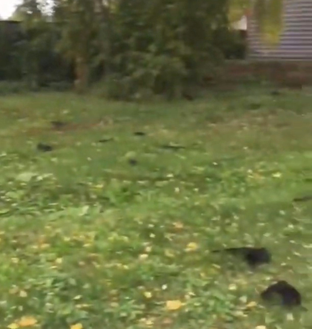 Sau khi nhận được tin báo, giới chức địa phương vào cuộc để tiến hành điều tra nguyên nhân vụ việc kỳ lạ gây hoang mang dư luận.