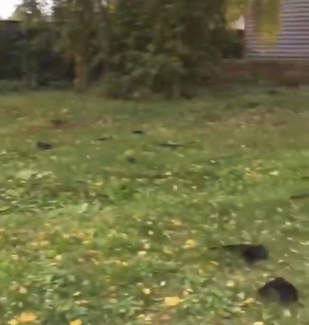 Sau khi nhận được tin báo, giới chức địa phương vào cuộc để tiến hành điều tra nguyên nhân vụ việc kỳ lạ gây hoang mang dư luận.