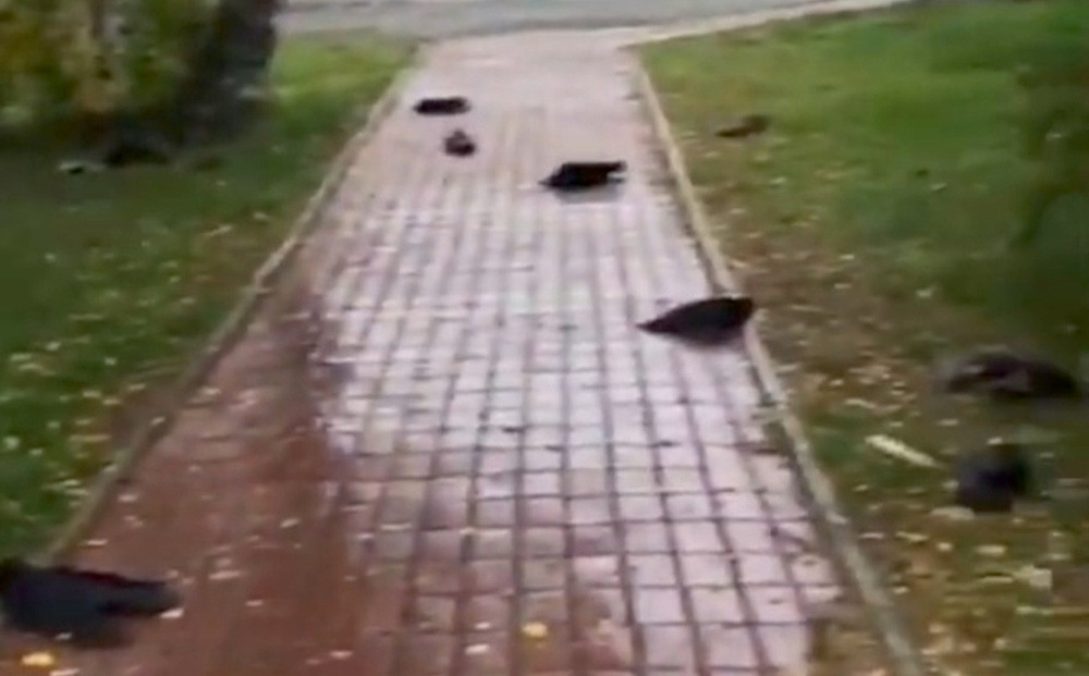 Thậm chí, một vài người cho rằng, sự xuất hiện xác của hàng trăm con quạ đen trên đường phố có thể là dấu hiệu về ngày tận thế sắp xảy ra.