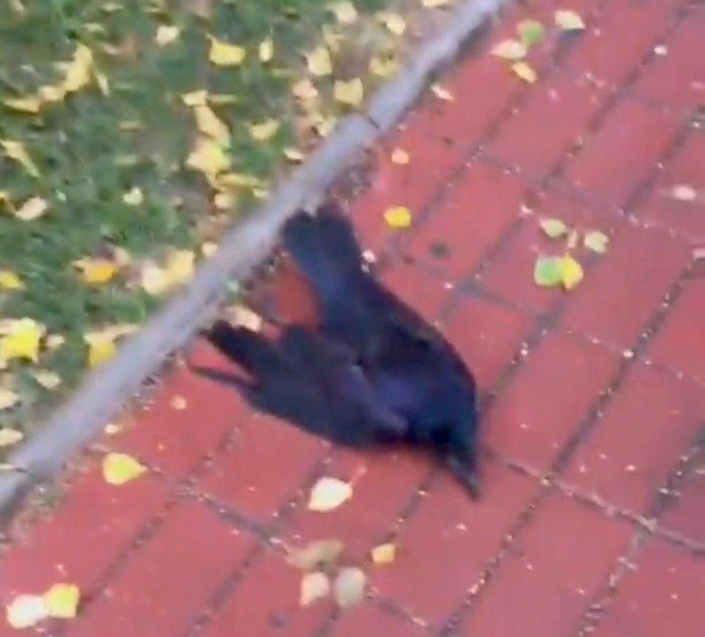 Bác sĩ Sergei Kuzlyakin thuộc Cơ quan Thú y Ust-Tarksk cho biết họ đang thực hiện các thí nghiệm, kiểm tra để xác định nguyên nhân khiến hàng trăm con quạ đen chết hàng loạt.