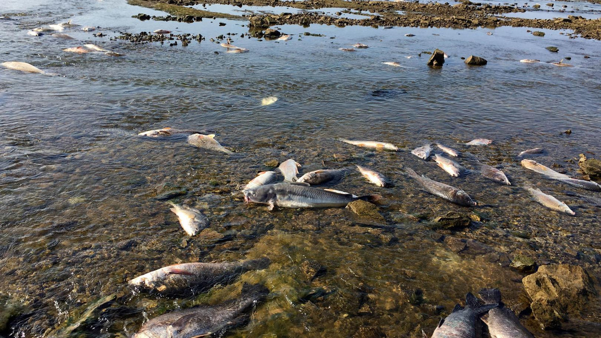 Đây không phải là lần đầu tiên xảy ra hiện tượng kỳ bí này. Vào 10 năm trước, hàng nghìn con chim cũng bất ngờ rơi xuống từ trên trời và chết. Xác của chúng nằm rải rác khắp nơi tại Arkansas, Mỹ. Không những vậy, khoảng 100.000 con cá cũng được phát hiện chết hàng loạt ở một con sông gần đó.