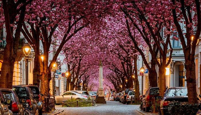 Đại lộ hoa anh đào, Đức: Những cây hoa anh đào nở rộ như một thiên đường bao bọc xung quanh con phố hạnh phúc này, và nó càng lung linh hơn khi được thắp sáng trong lễ hội Kirschblutenfest hằng năm.