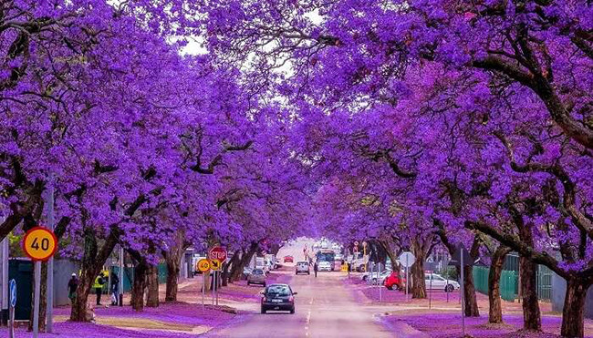 Pretoria, Nam Phi: Được bao phủ bởi những cây lan dạ hương nở rộ gần như quanh năm, Pretoria chắc chắn là một trong những con đường đẹp nhất thế giới, trông không khác gì xứ sở cổ tích.