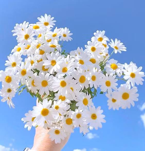 Những người này rất có tham vọng. Cuộc đời họ sẽ gặp phải không ít những khó khăn nhưng với họ, đây đều là cơ hội để bản thân tôi luyện thêm mình, học hỏi thêm những bài học quý báu.