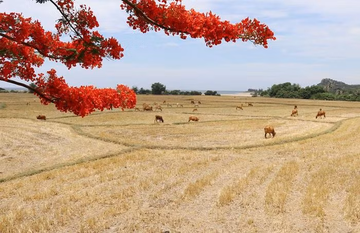 Với giá trị đa dạng sinh học cao, khu dự trữ sinh quyển Núi Chúa (Ninh Thuận) đang là điểm thu hút khách du lịch, các nhà khoa học tới tham quan, nghiên cứu. (Ảnh: Nguyễn Thành/TTXVN)
