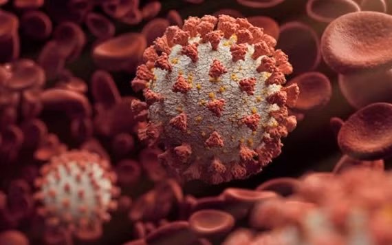 Mặc dù 3 loại virus mới được phát hiện có liên quan chặt chẽ với SARS-CoV-2 nhưng cả 3 loại này đều thiếu một trình tự được gọi là "vị trí phân cắt furin".