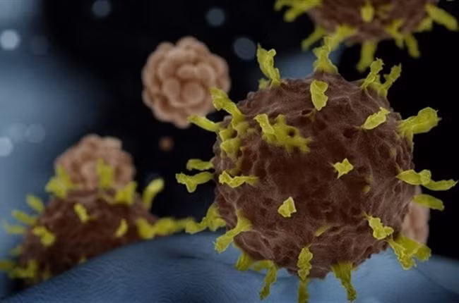 Ba loại virus mới được phát hiện trong dơi móng ngựa ở Lào đều có điểm giống với SARS-CoV-2 ở một bộ phận quan trọng trong bộ gene được gọi là vùng liên kết thụ thể (Receptor binding domain - RBD) hơn các loại virus mà con người từng phát hiện.