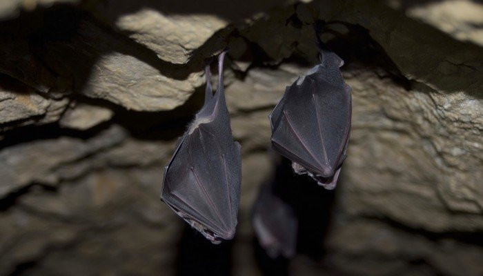 Theo kết quả nghiên cứu mới công bố, các chuyên gia tại Viện Pasteur Pháp và Đại học Lào tiến hành bắt 645 con dơi móng ngựa từ các hang động đá vôi ở phía bắc Lào để sàng lọc, tìm virus liên quan đến virus SARS-CoV-2. Kết quả là họ phát hiện 3 loại virus mới có điểm giống SARS-CoV-2.