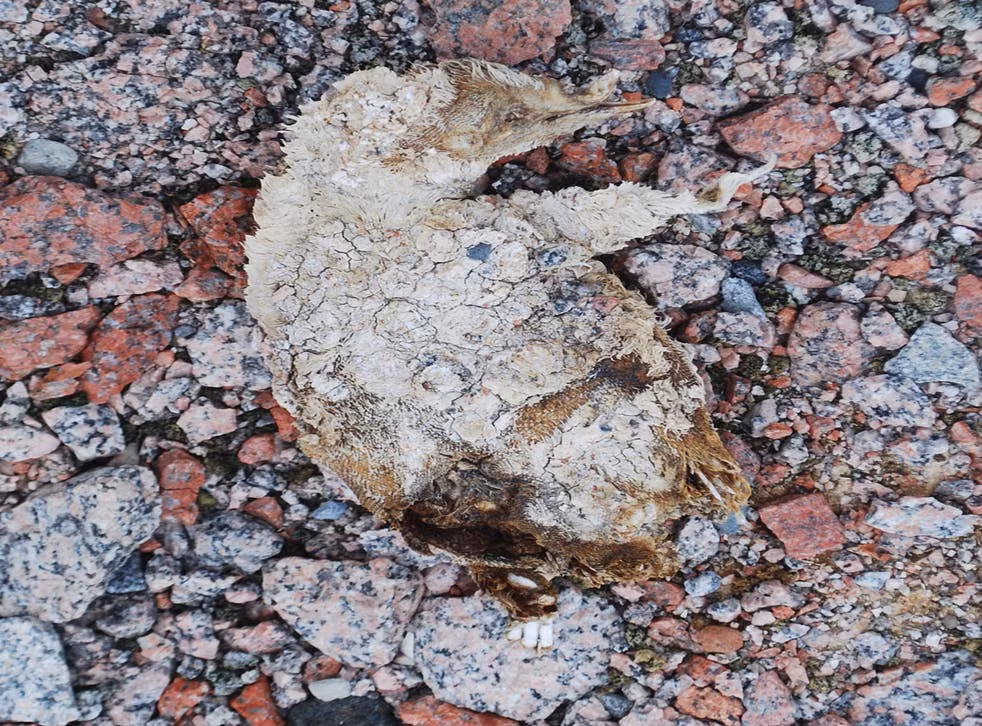 3. Tại Nam Cực, các nhà khoa học phát hiện hàng trăm xác ướp chim cánh cụt có niên đại 200 và 750 - 800 năm. Thậm chí, trong số này có nhiều xác chim cánh cụt chưa trưởng thành.